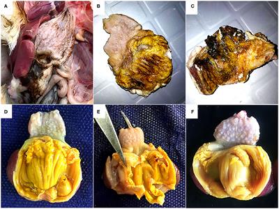 Reduced Performance Due to Adenoviral Gizzard Erosion in 16-Day-Old Commercial Broiler Chickens in Iran, Confirmed Experimentally